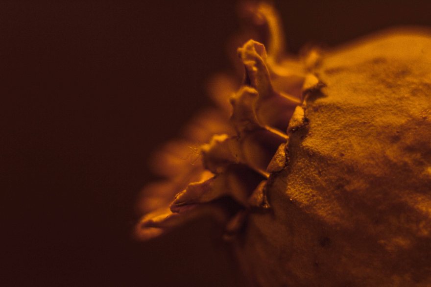 Macro shot of a flower bud with a sepia tone