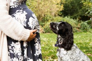 baby bump photo with spaniel staring at bump