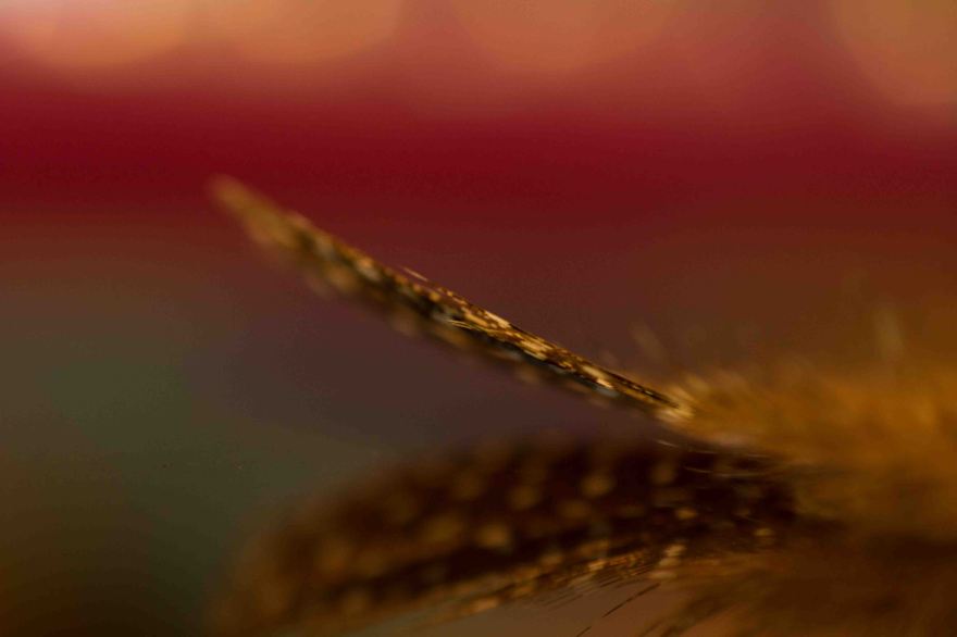 Close up image of feather