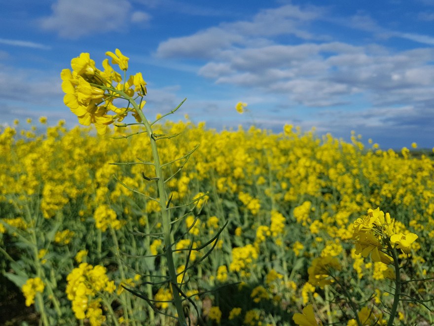Landscape of the rapeseed flower